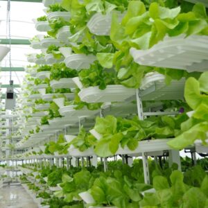 Vertical Farming